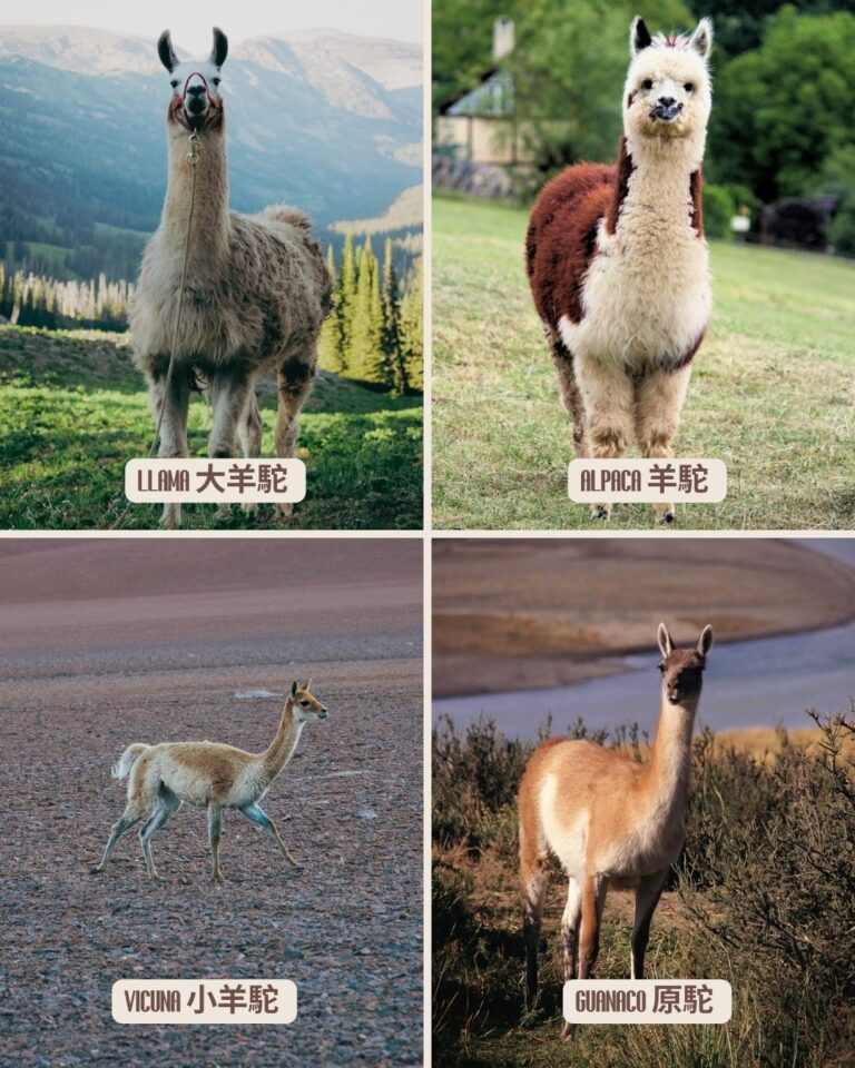 Llama 大羊駝 Alpaca 羊駝 Vicuña 小羊駝 Guanaco 原駝