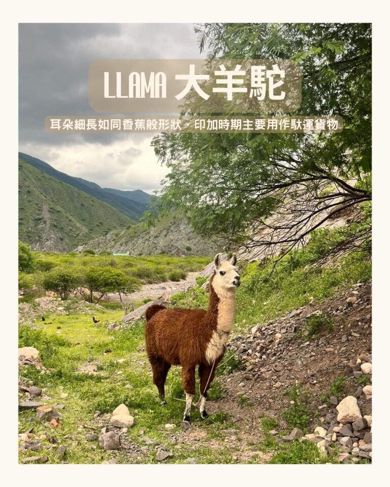 llama 大羊駝