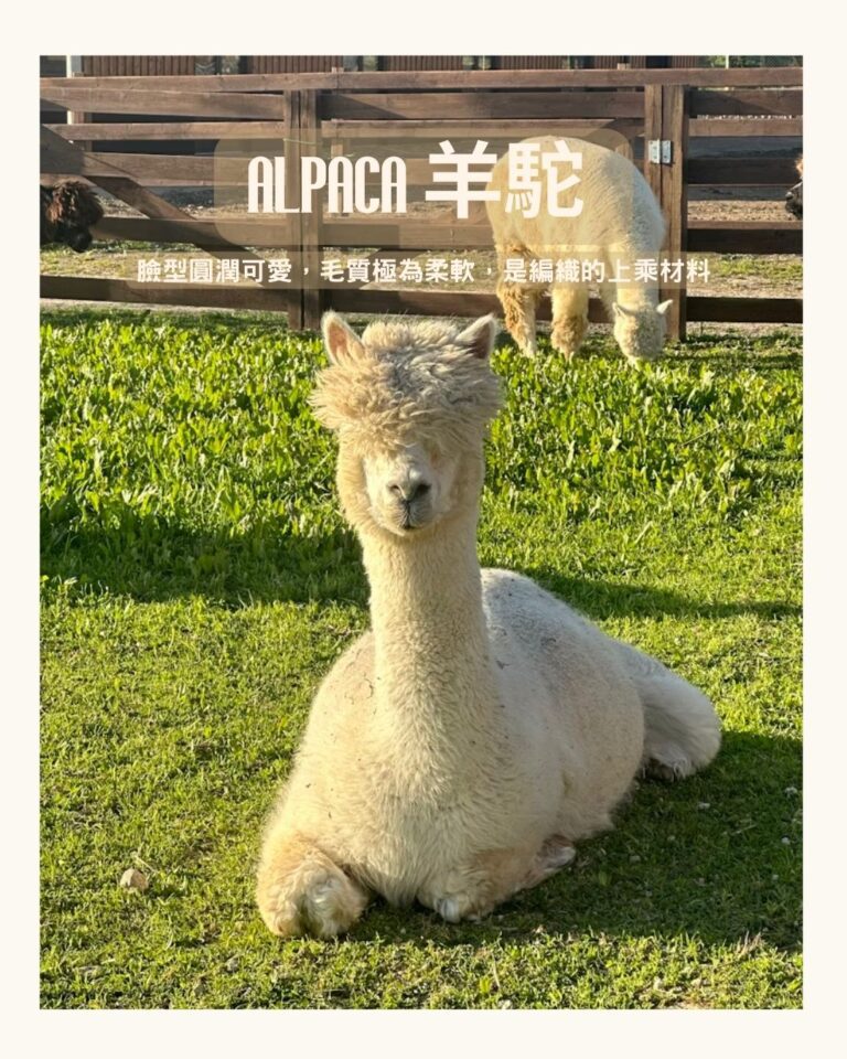 Alpaca 羊駝