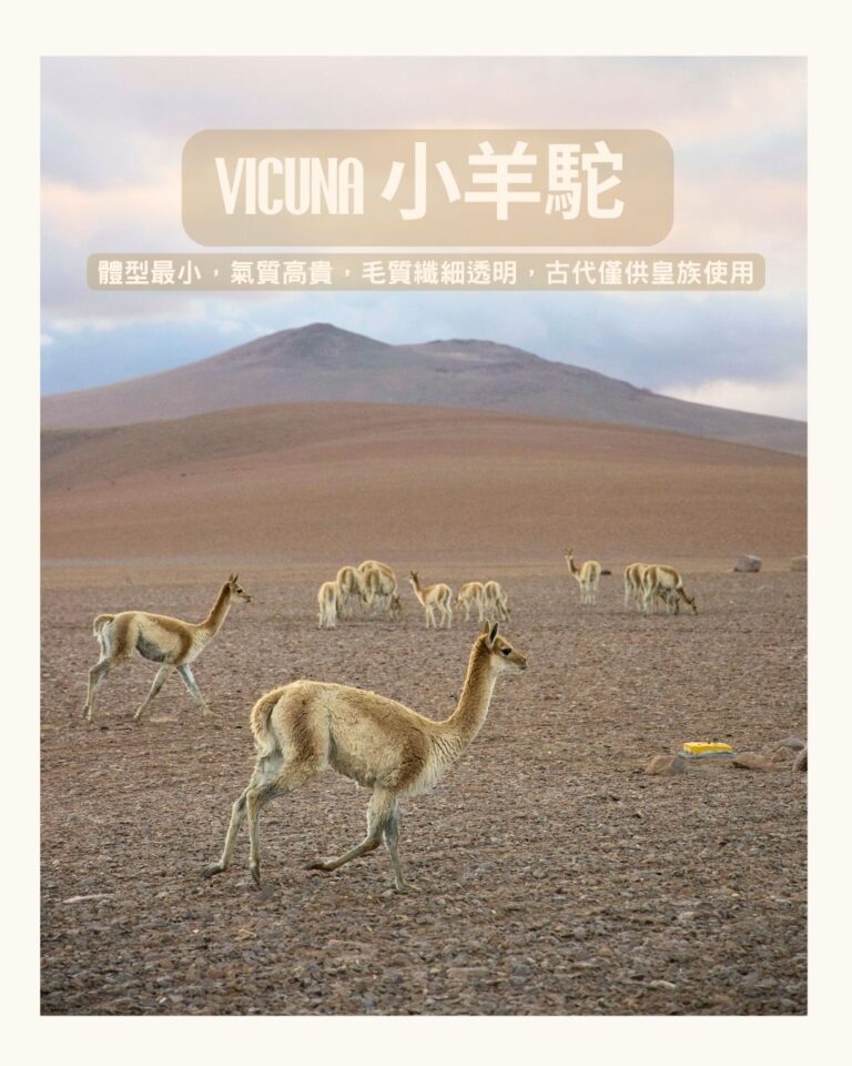 vicuna 小羊駝