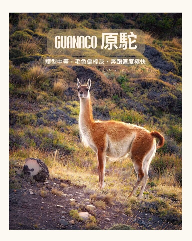 Guanaco 原駝