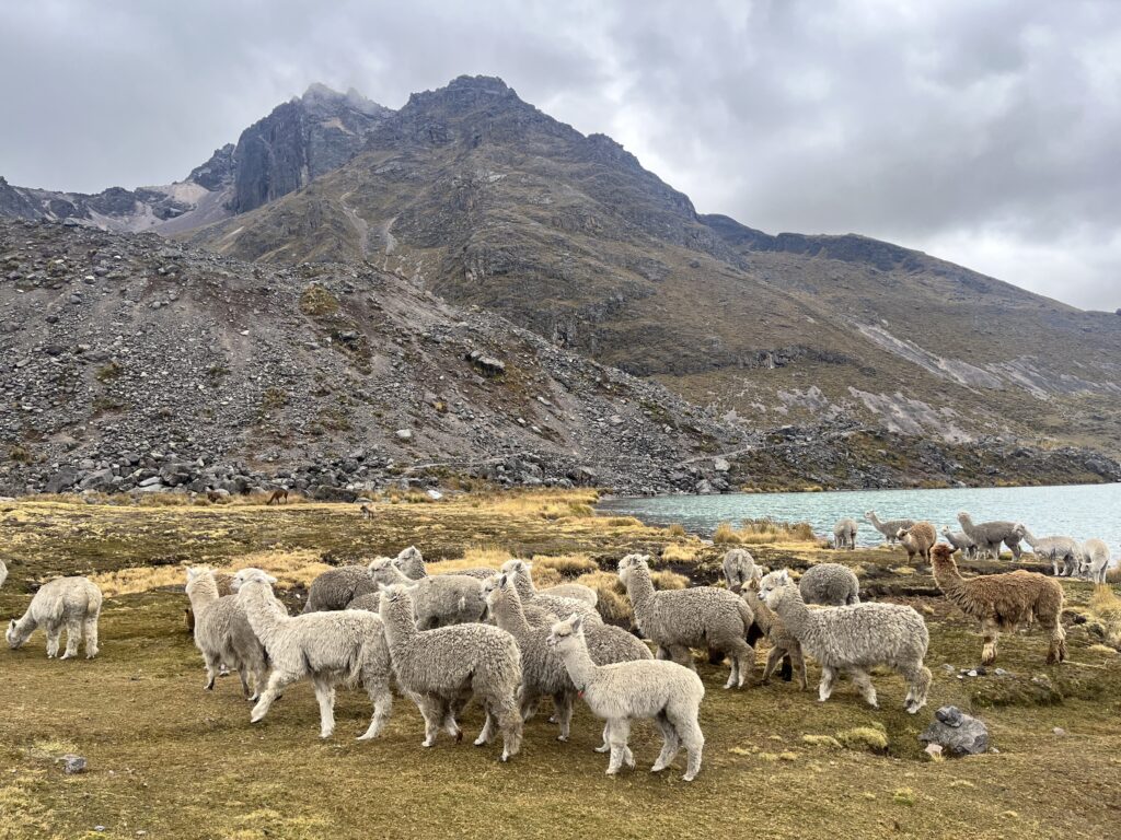安第斯高原 羊駝 大羊駝 Andean mountain llama Alpaca