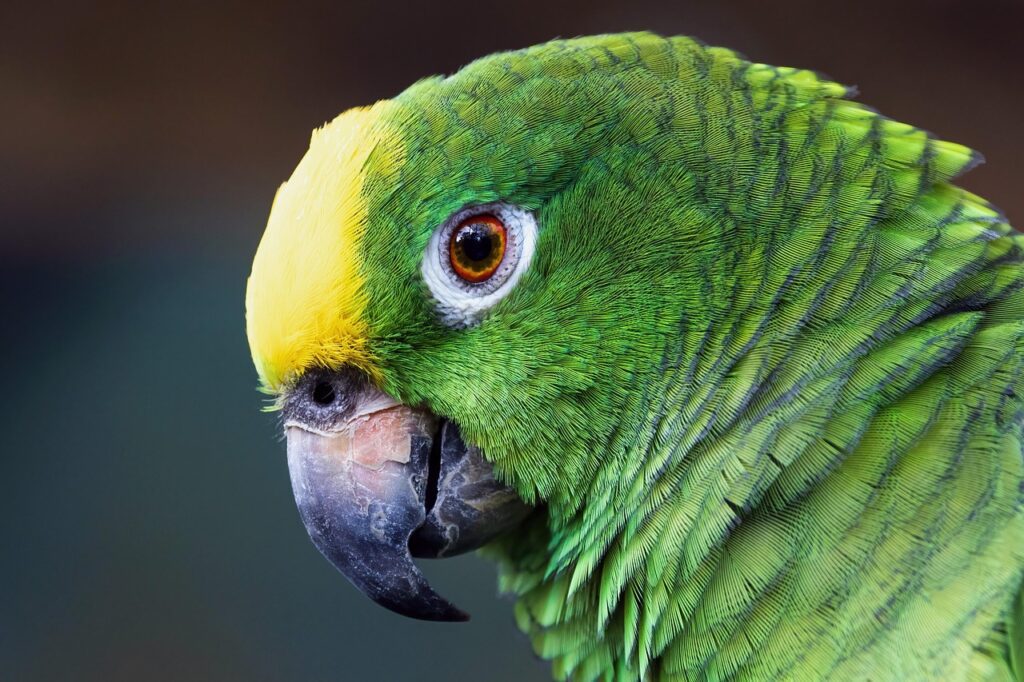 parrot, bird, feathers, macaw, plumage, yellow-fronted amazon parrot, green parrot, amazon bird, amazon parrot, nature