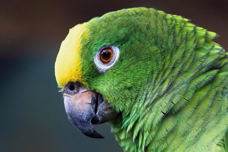 parrot, bird, feathers, macaw, plumage, yellow-fronted amazon parrot, green parrot, amazon bird, amazon parrot, nature