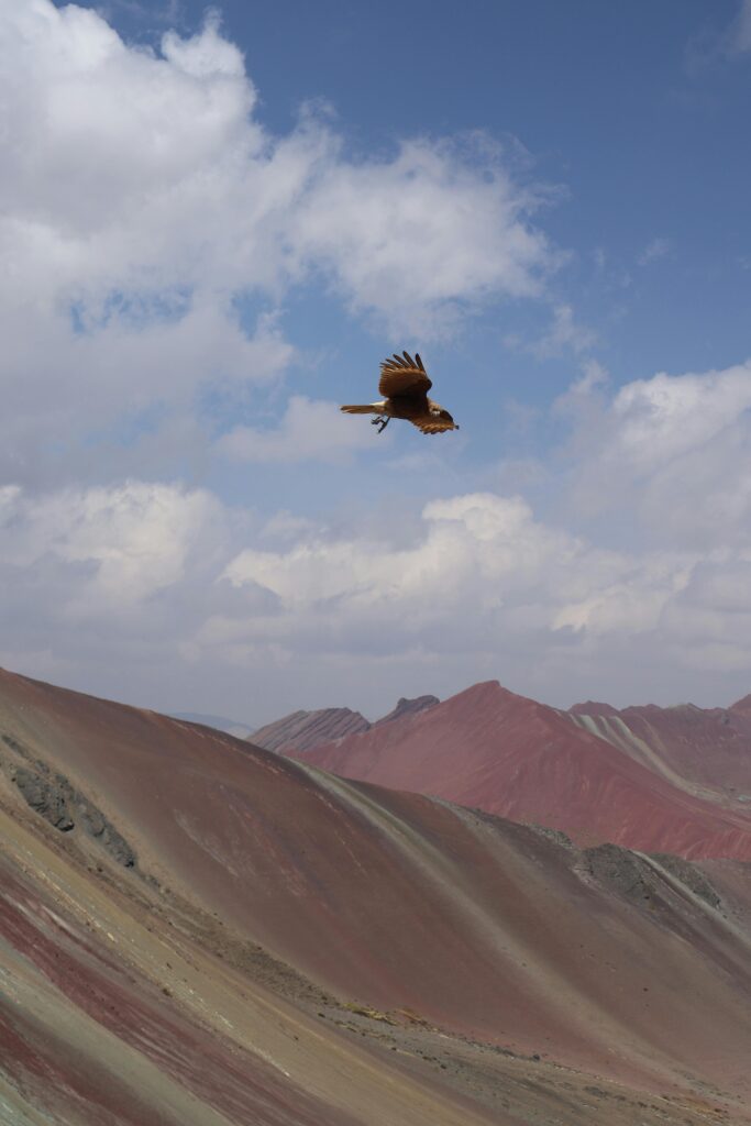 A bird soars above Peru's colorful Rainbow Mountain against a bright sky.