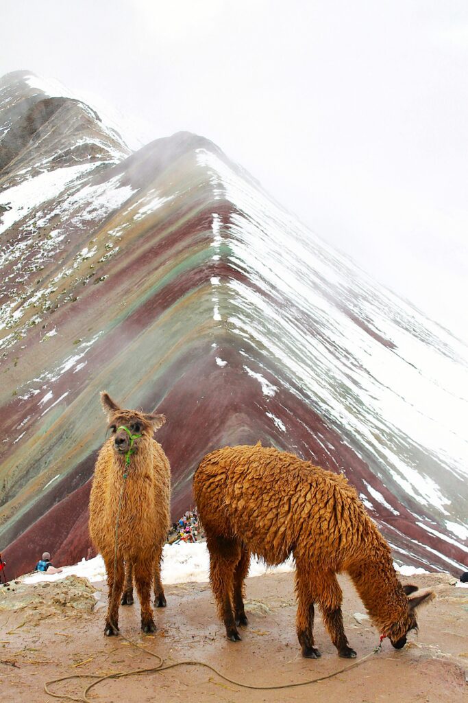 Two llamas grazing at the vibrant Rainbow Mountain, Cusco, Peru.
