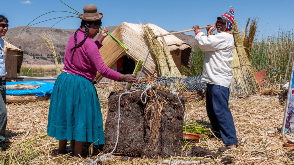 Local Uros people harvesting reeds on Lake Titicaca for traditional island building.