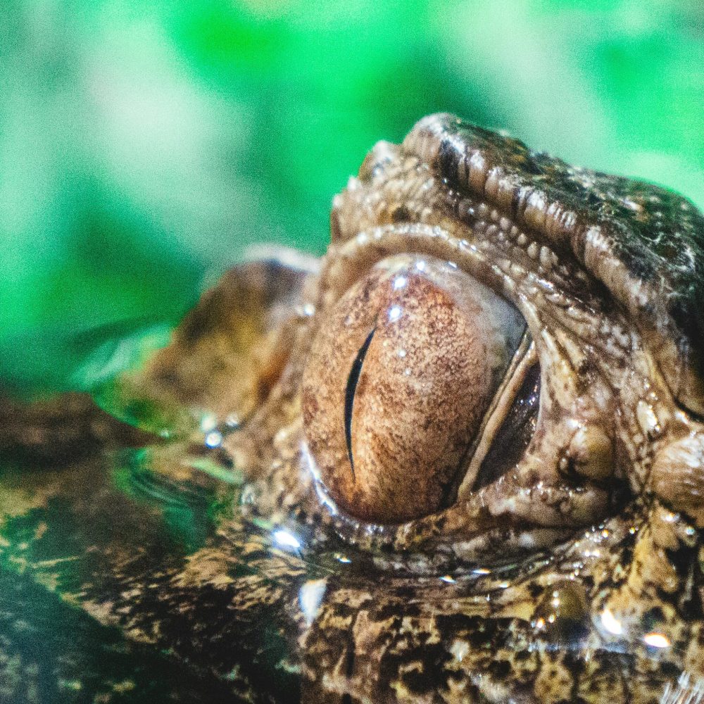 alvin-david-DAeA6dvIbLg-unsplash