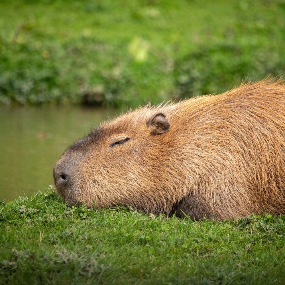 anna-roberts-g8OQxw5ZwyY-unsplash