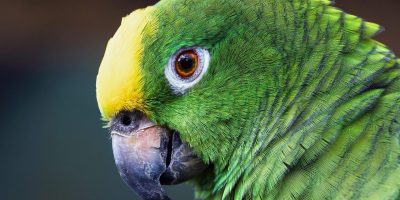 parrot, bird, feathers, macaw, plumage, yellow-fronted amazon parrot, green parrot, amazon bird, amazon parrot, nature