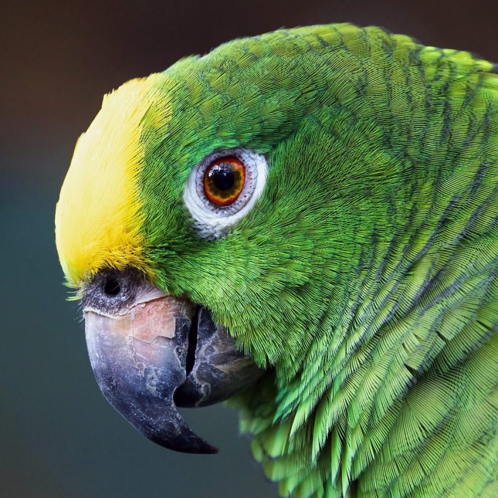 parrot, bird, feathers, macaw, plumage, yellow-fronted amazon parrot, green parrot, amazon bird, amazon parrot, nature
