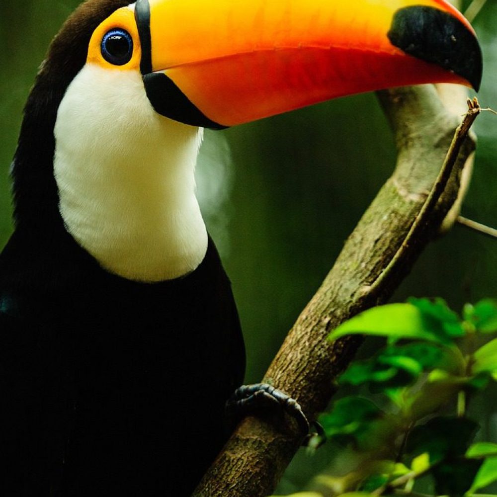 amazon, bird, animal, nature, toucan