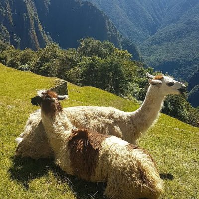 lama, machu picchu, landscape, inca, cusco, animal, travel, peruvian, nature, machu picchu, machu picchu, machu picchu, machu picchu, machu picchu, cusco