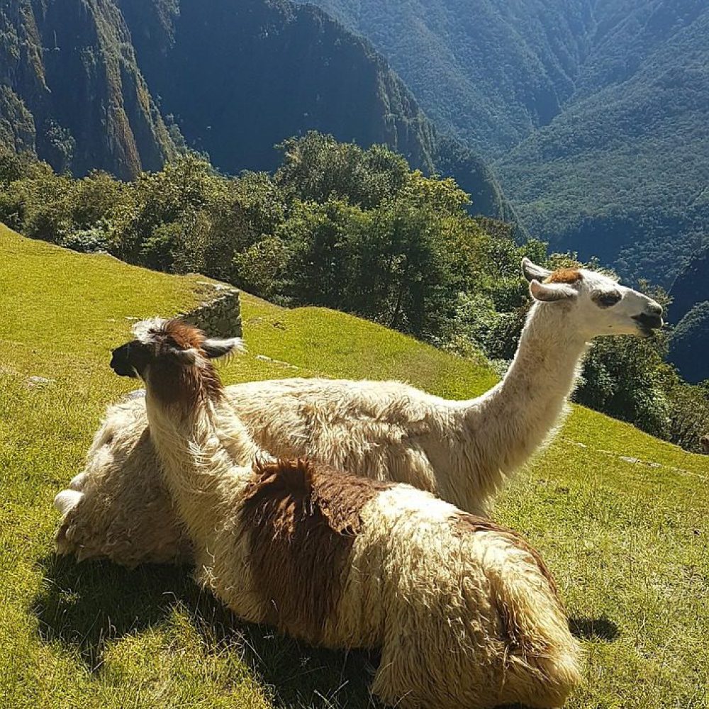lama, machu picchu, landscape, inca, cusco, animal, travel, peruvian, nature, machu picchu, machu picchu, machu picchu, machu picchu, machu picchu, cusco