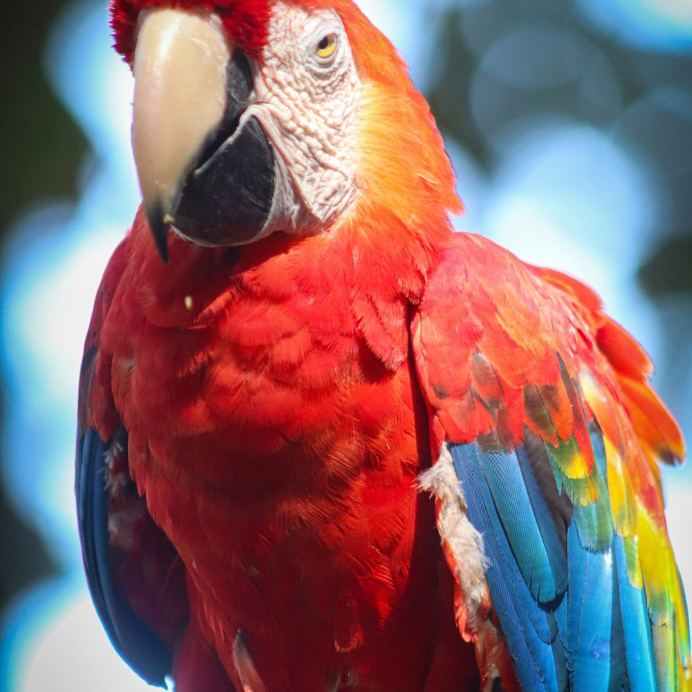 jean-carlos-4B1Z-dsK9w0-unsplash