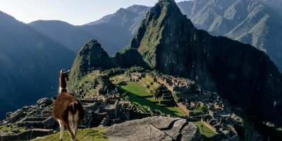 A llama gazes over the ancient ruins of Machu Picchu with stunning mountain views in Peru.