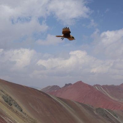 A bird soars above Peru's colorful Rainbow Mountain against a bright sky.