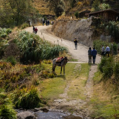 科爾卡峽谷 Colca Canyon, 羊駝 Llama