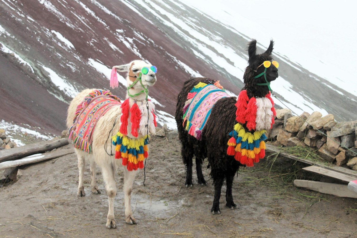 Llamas adorned with traditional textiles and sunglasses in the snowy Andean landscape.