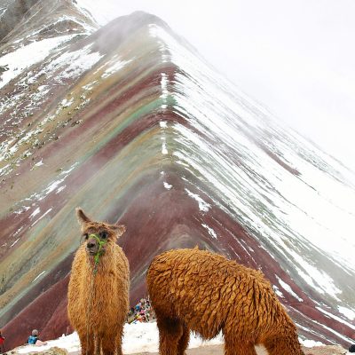 Two llamas grazing at the vibrant Rainbow Mountain, Cusco, Peru.