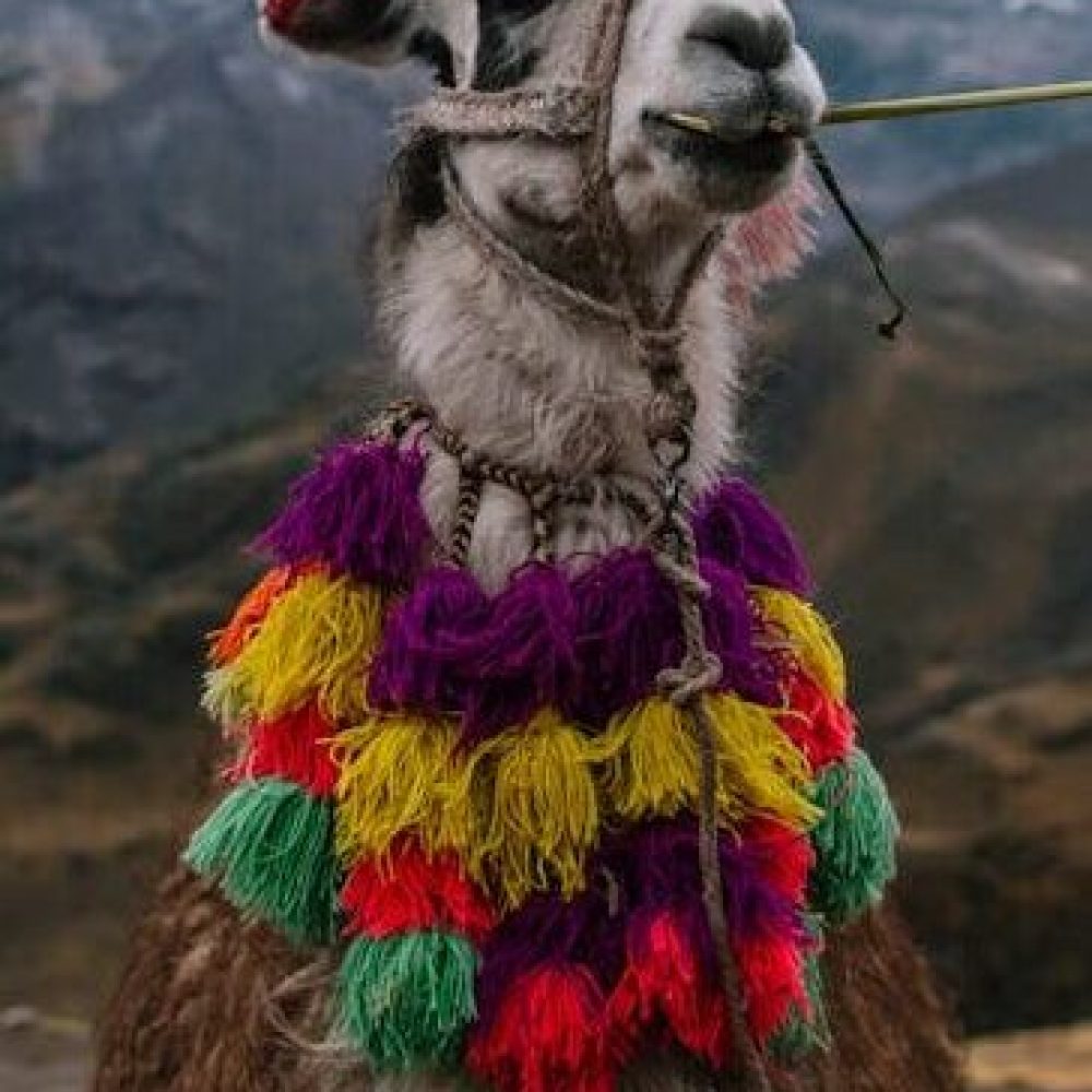 A llama decorated with vibrant tassels stands in the Peruvian Andes near Cuzco.